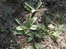 Orchis-simia_начало-вегетации